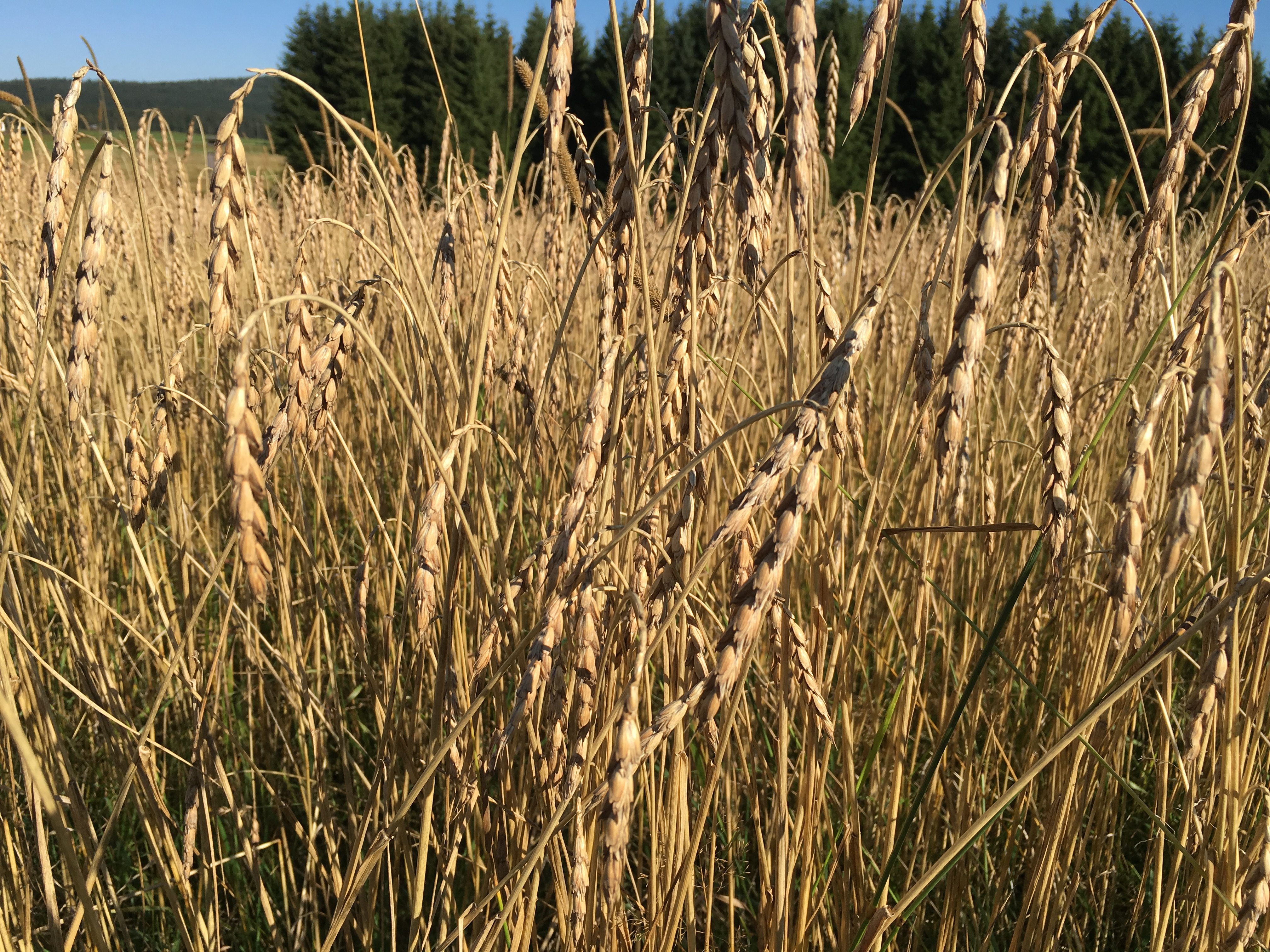 Unser Dinkel im Sommer 2016