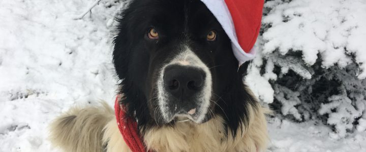 Frohe Weihnachten Frohe Weihnachten